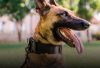 belgian malinois collars