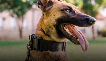 What are the Best Collars for Belgian Malinois?