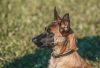 A Malinois dog showcasing its loyalty, intelligence, and versatility in various activities.