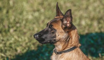 Malinois Dog: A Versatile and Loyal Canine Companion