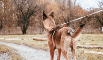 Malinois Obedience: Building a Strong Bond with Your Canine Companion