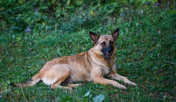Belgian Malinois Health: A Guide to Keeping Your Furry Friend in Top Shape
