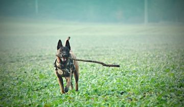 Belgian Malinois Care Guide: A Comprehensive Approach to Keeping Your Beloved Companion Happy and Healthy