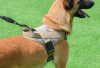 belgian malinois harnesses