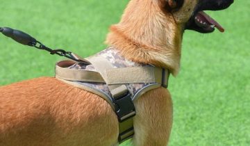 Best K9 Tactical Harnesses for Malinois in 2026: Expert Guide