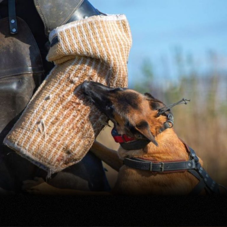 Belgian Malinois Training Commands and K9 Training Essentials