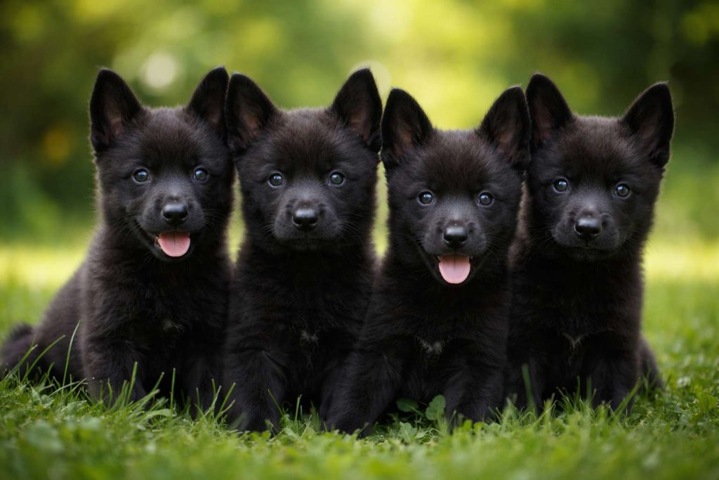 black belgian malinois puppies belgian malinois store
