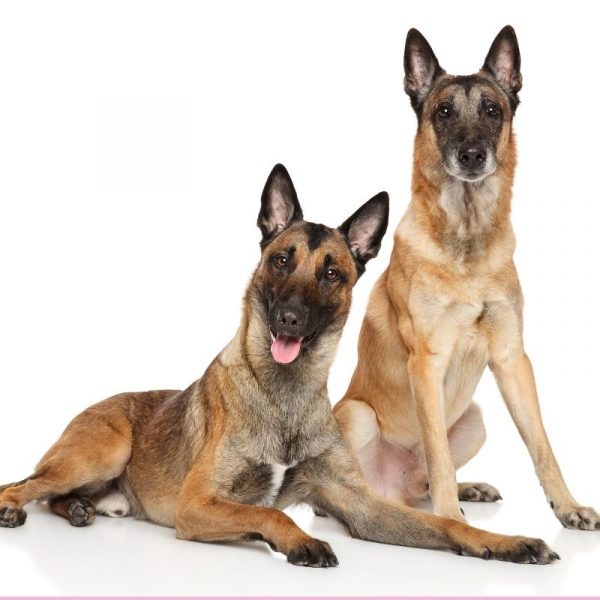Belgian Malinois Ears How To Fix Flopped Malinois Ears Best Tips belgian-malinois-ears-how-to-fix-flopped-malinois-ears-best-tips