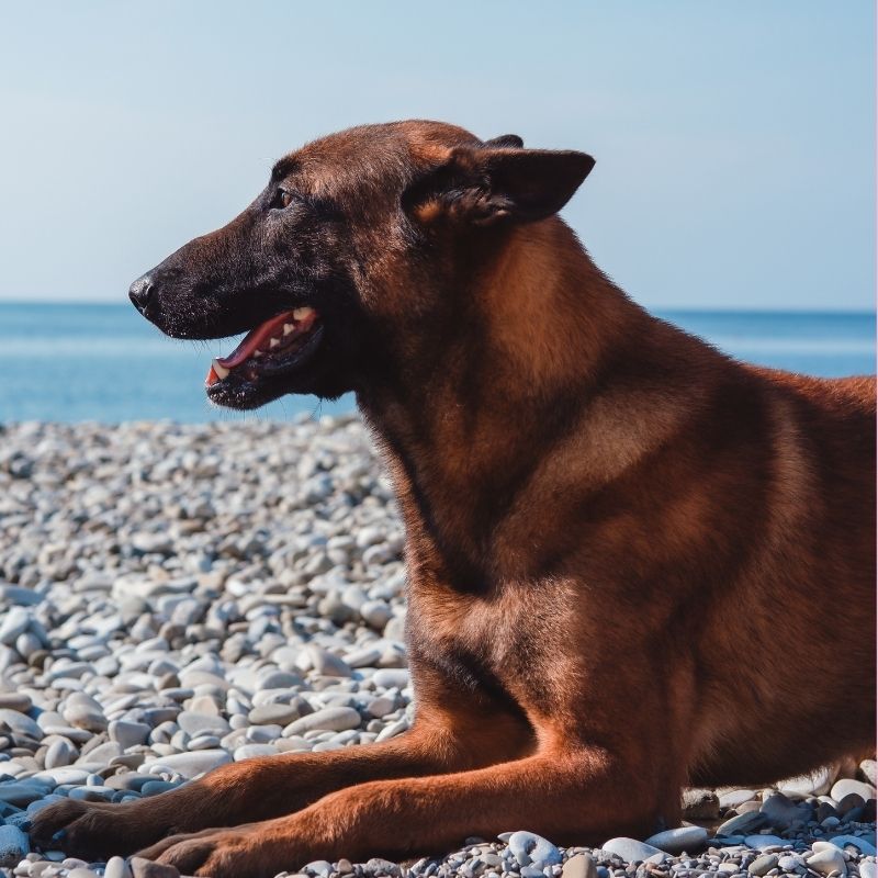 belgian malinois health