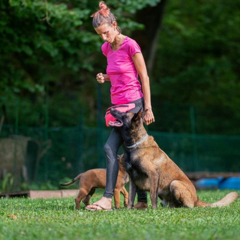 Belgian Malinois Training Commands and K9 Training Essentials