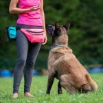 Belgian Malinois Training Commands and K9 Training Essentials