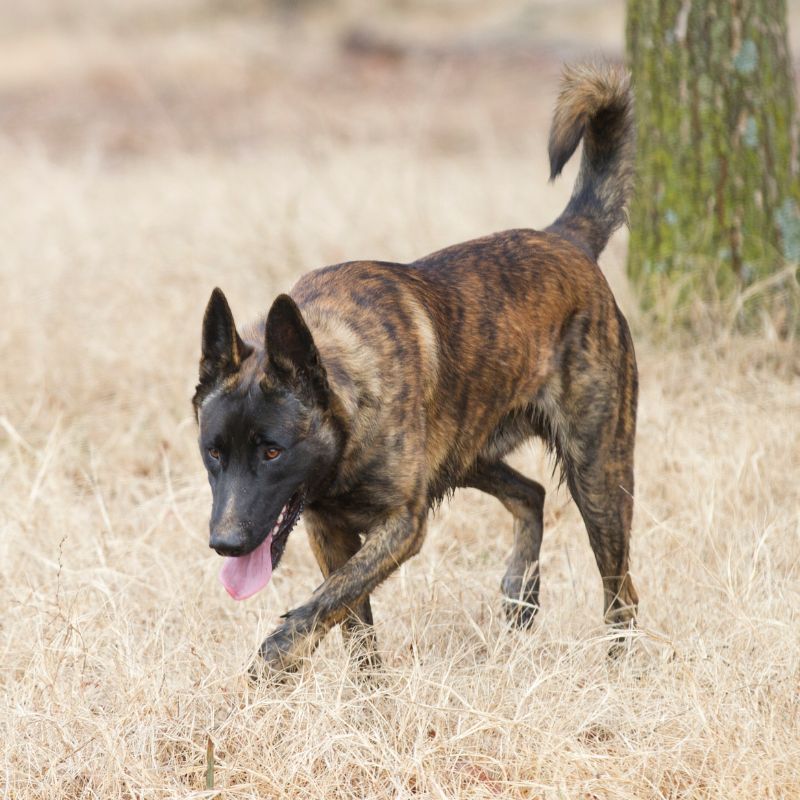 brindle belgian malinois