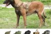 https://belgianmalinois.store/top-accessories-for-belgian-malinois