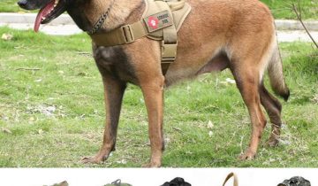 Top 10 Accessories For Belgian Malinois Every Owner Needs