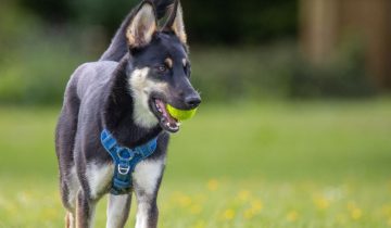 What Is a Belusky (Belgian Malinois and Husky Mix)?