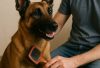 belgian malinois shedding