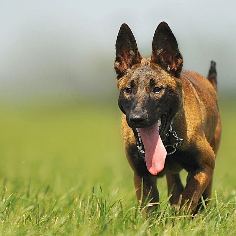 belgian malinois names belgian malinois store
