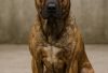 belgian_malinois_pitbull_mix_