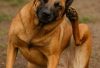 allergies in belgian malinois belgian malinois store