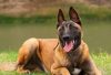 belgian malinois size chart