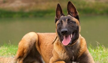 Belgian Malinois Size and Weight Through Life Stages