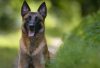 harness for belgian malinois puppy (2)