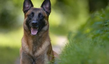 What Is the Best Harness For a Belgian Malinois Puppy? 5 Picks