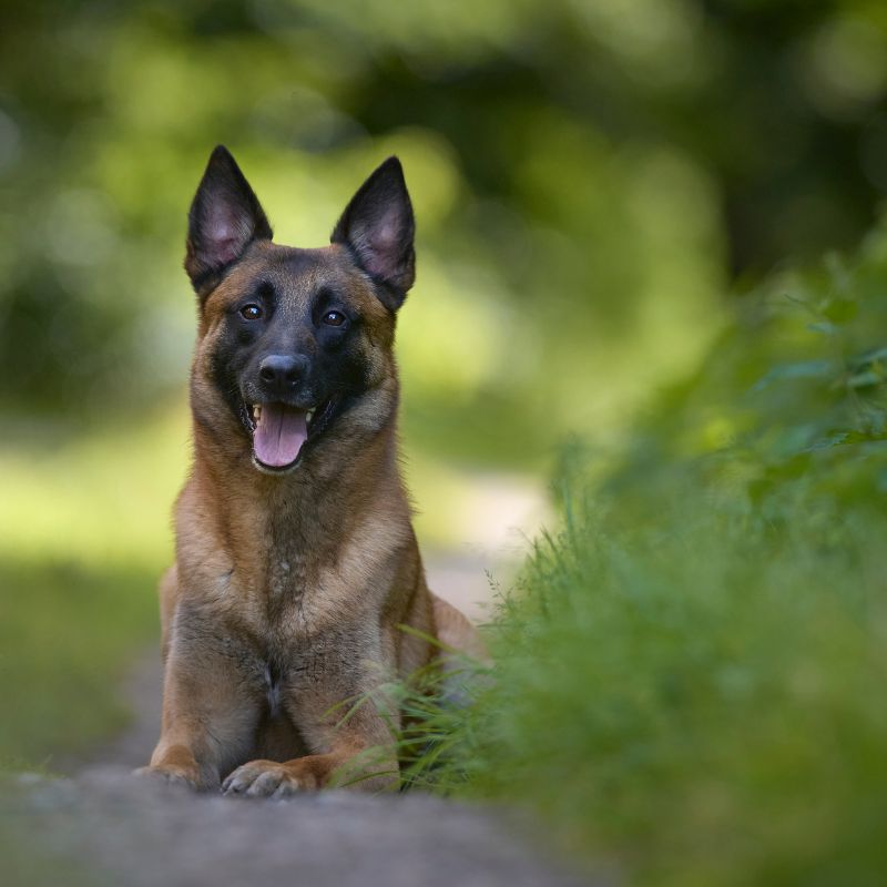 harness for belgian malinois puppy (2)