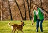 20 Dos and Don'ts for Belgian Malinois