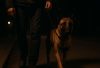 can belgian malinois see in the dark