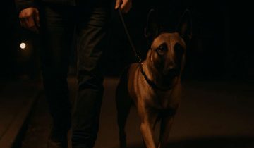Can Belgian Malinois See In The Dark?