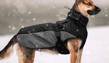 Do Belgian Malinois Need Clothes?
