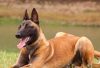 belgian malinois smell bad