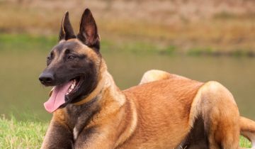 Do Belgian Malinois Smell Bad?