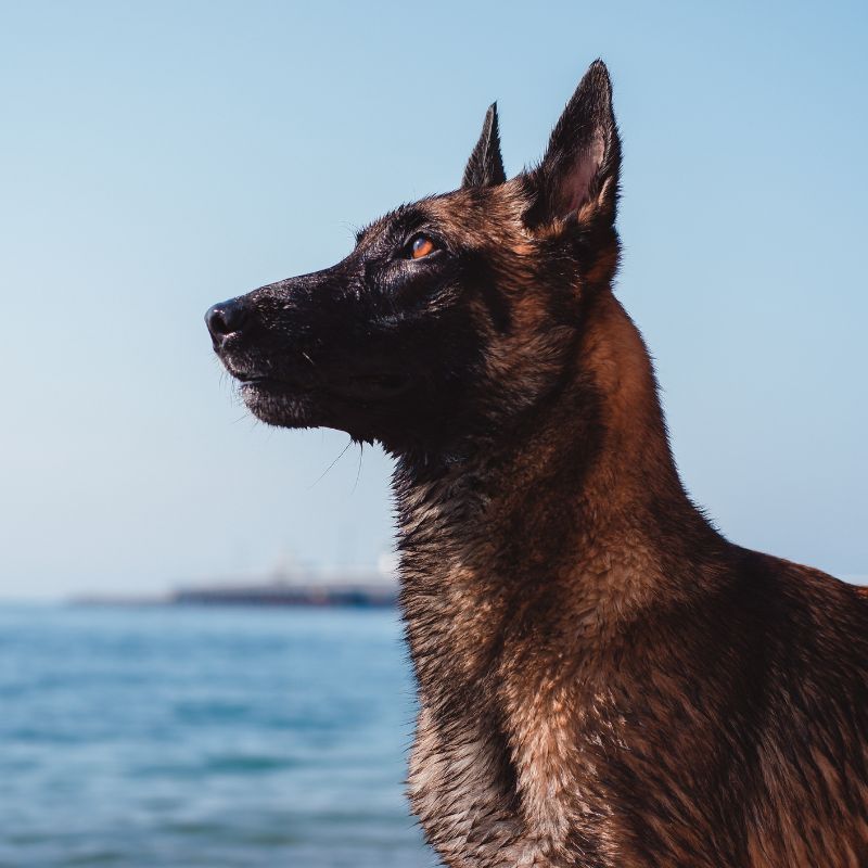 belgian malinois smell bad