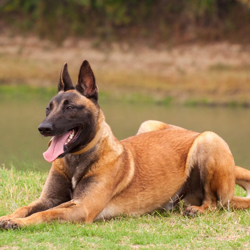 belgian malinois smell bad