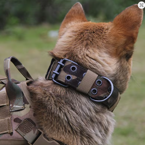 k9 belgian malinois collar