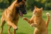 are belgian malinois good with cats