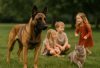 are belgian malinois good with kids