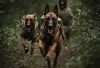 belgian malinois military dogs belgian malinois store