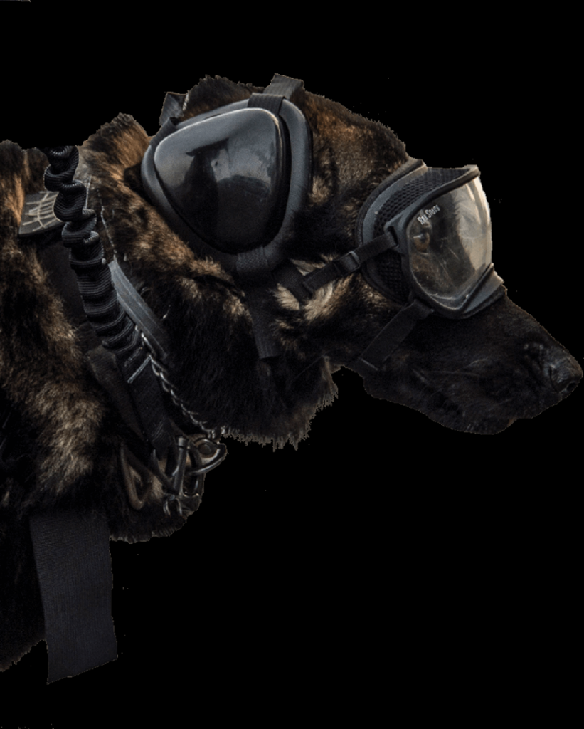 belgian malinois military dogs