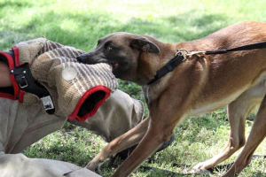 Why Are Belgian Malinois Good Military Dogs? Things To Know