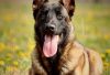 belgian malinois grooming guide belgian malinois store