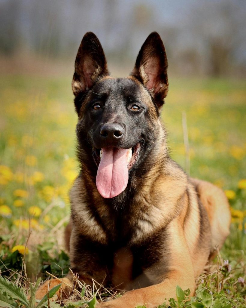 belgian malinois exercise needs