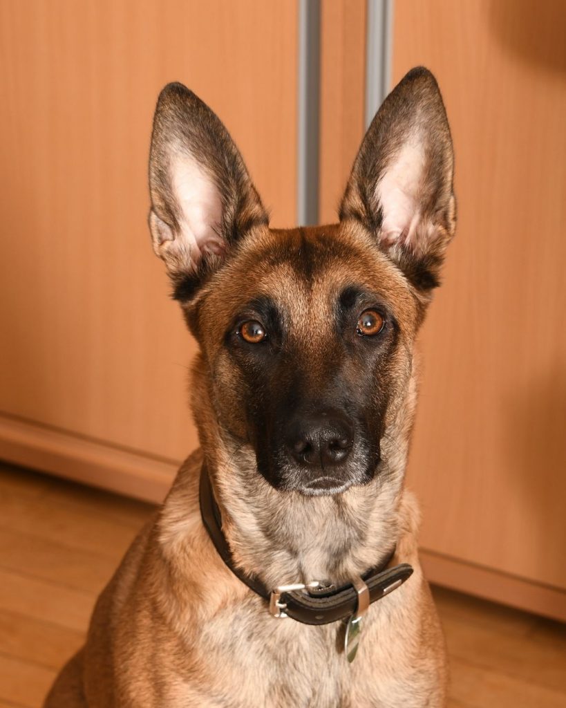 belgian malinois grooming guide belgian malinois store