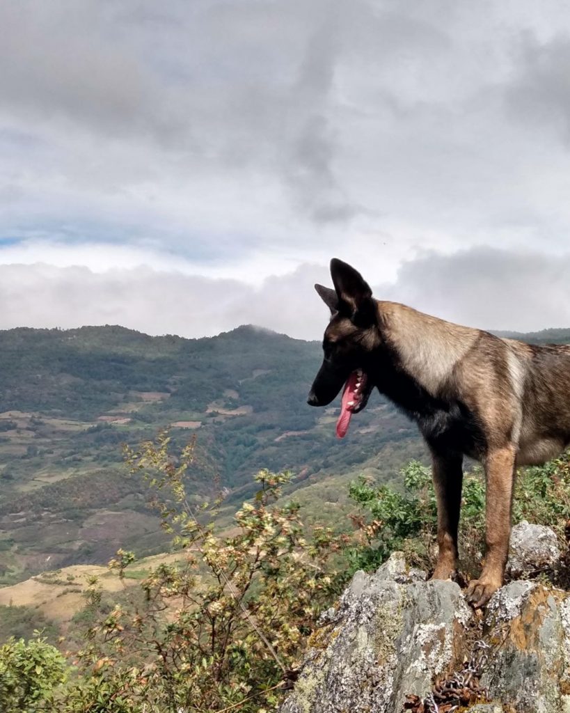 belgian malinois price belgian malinois store