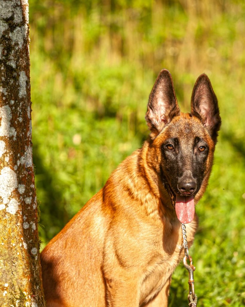 belgian malinois price belgian malinois store