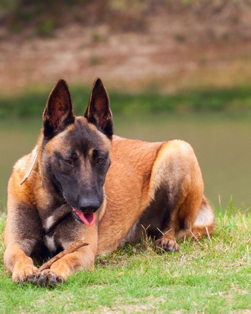 belgian malinois price belgian malinois store