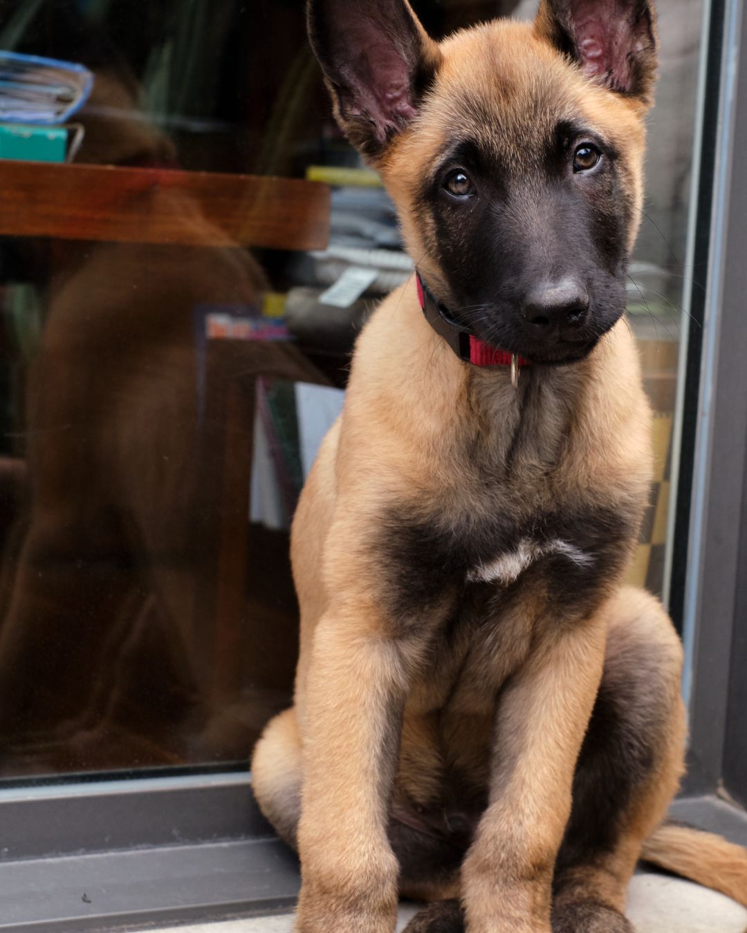 belgian malinois price belgian malinois store