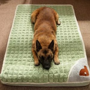 belgian_malinois_green_bed_memory foam